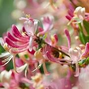 Cascading Beauty: The Graceful Allure of Japanese Honeysuckle Vines